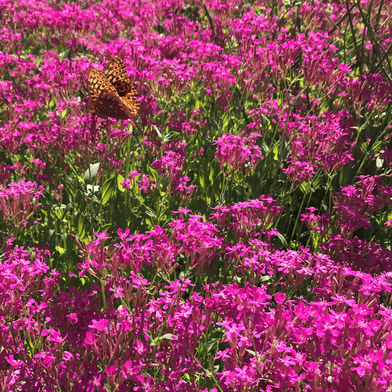 Sweet William Catchfly Seeds (Silene armeria) - Image 2