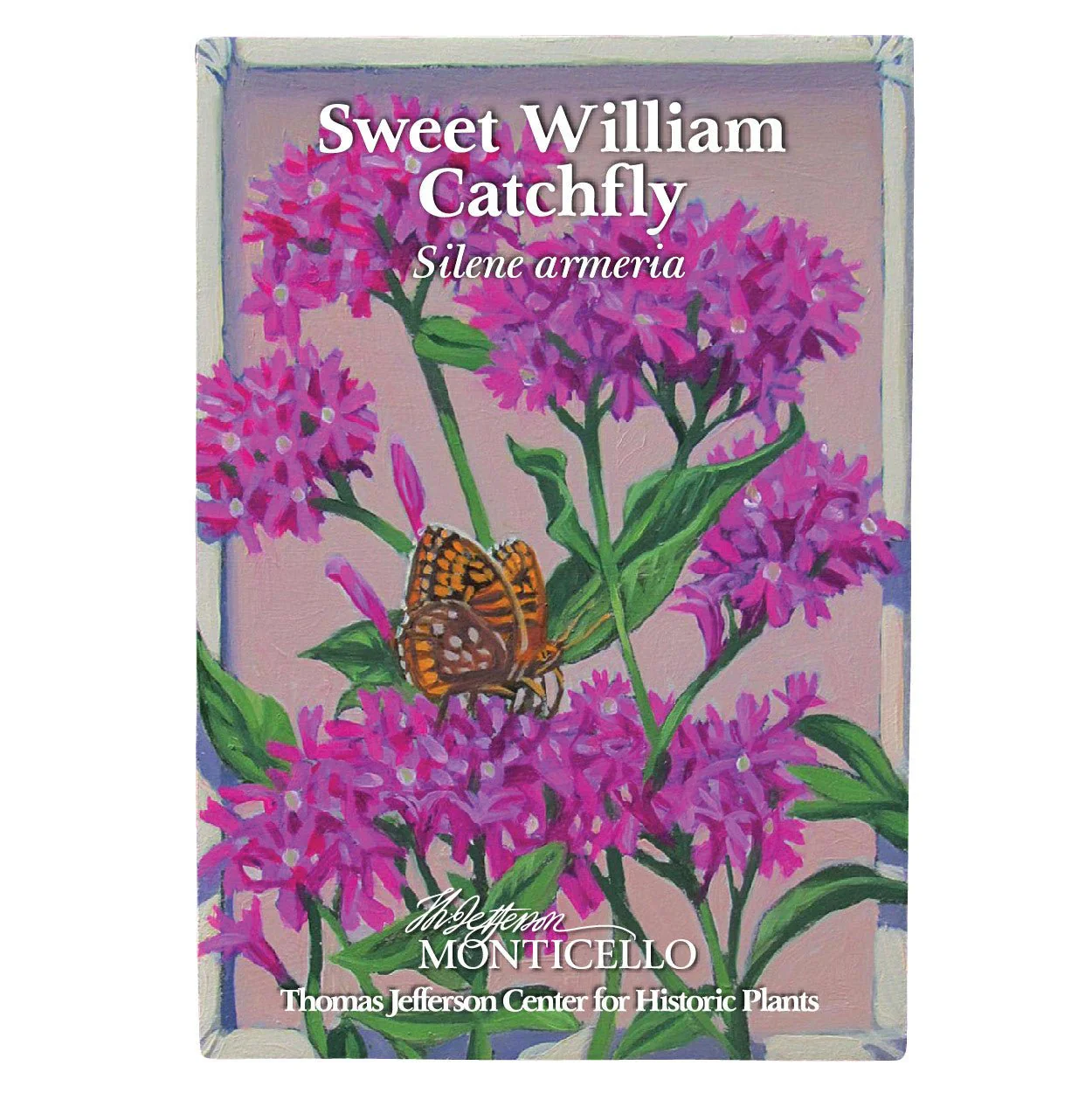 Sweet William Catchfly Seeds (Silene armeria) - Image 3