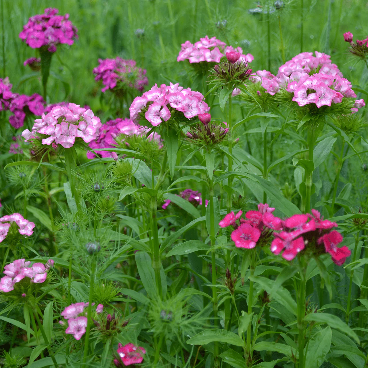 Sweet William (Dianthus barbatus) - Image 2