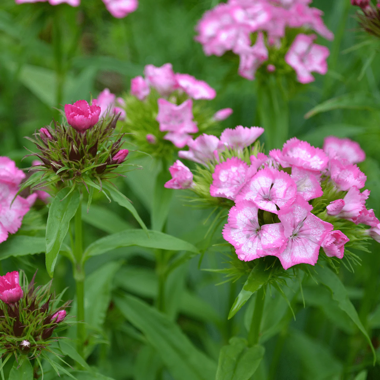 Sweet William (Dianthus barbatus) - Image 3