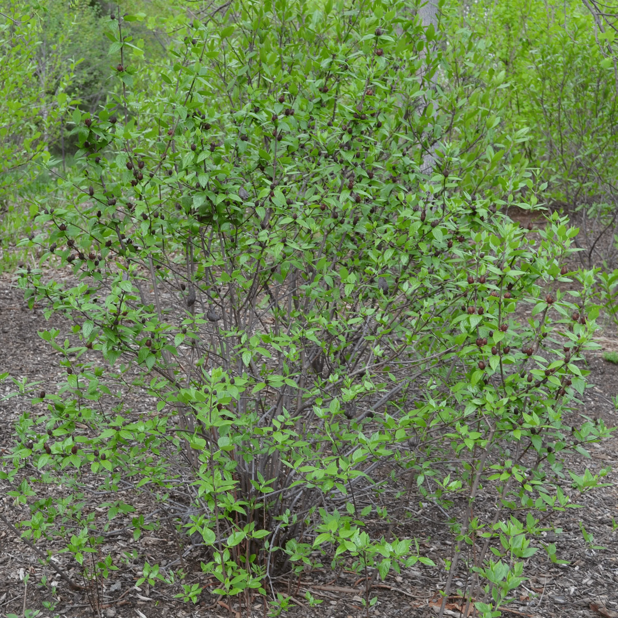 Bare Root Sweet Shrub (Calycanthus floridus) - Image 3
