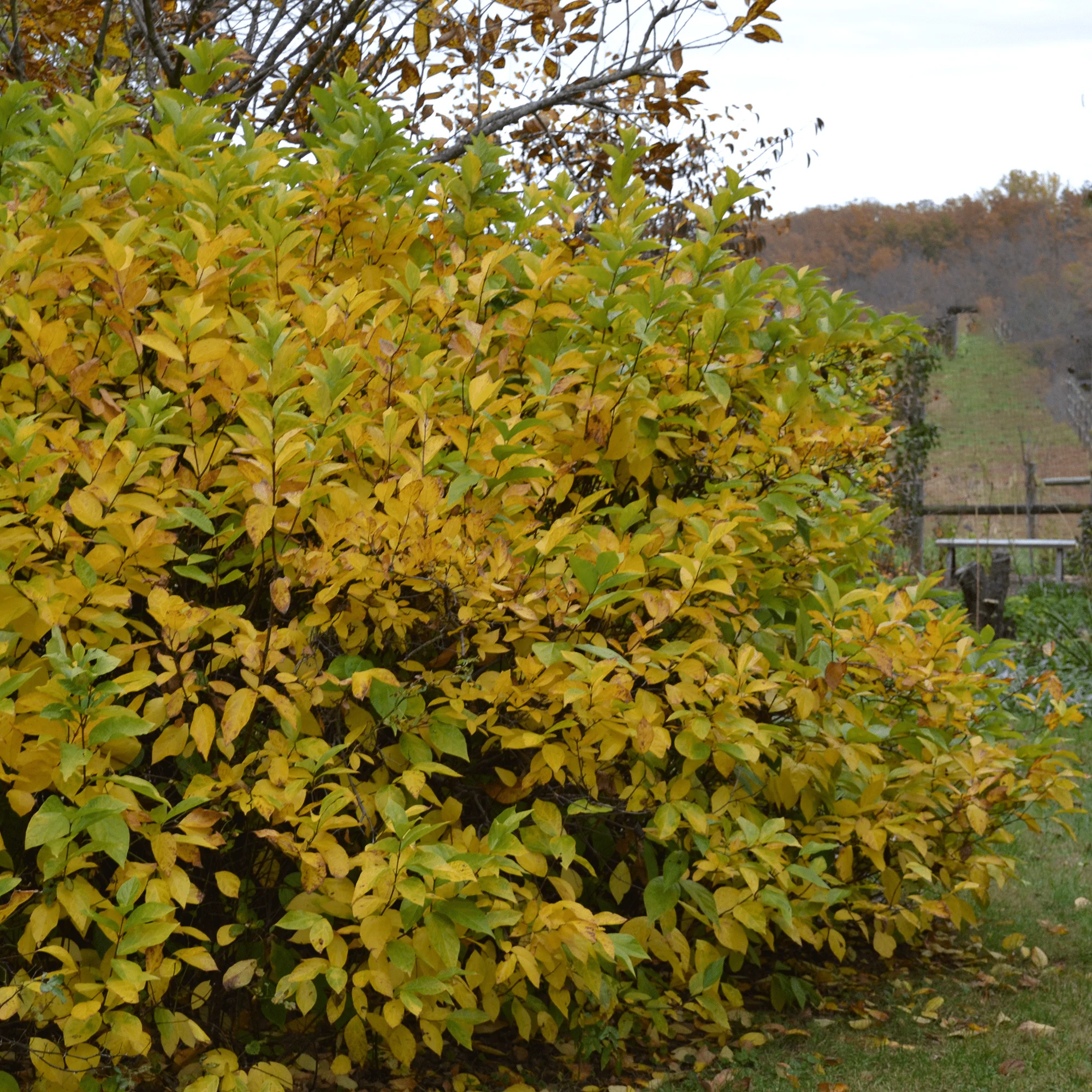 Bare Root Sweet Shrub (Calycanthus floridus) - Image 4