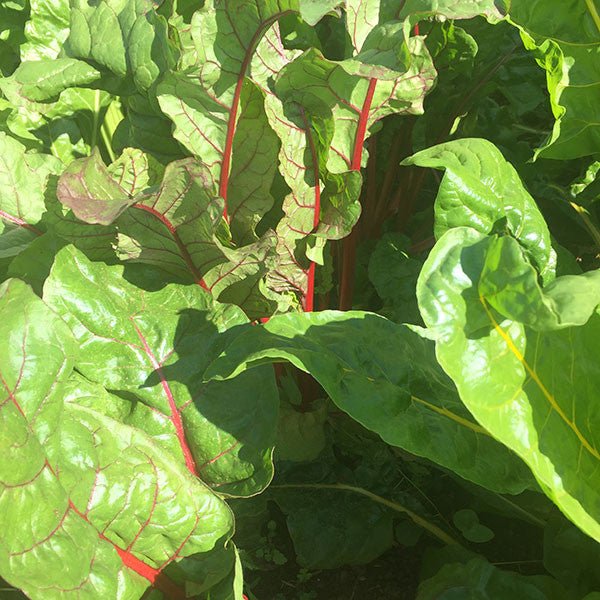 Swiss Chard "Mixed Colors" Seeds (Beta vulgaris subsp. cicla) - Image 3