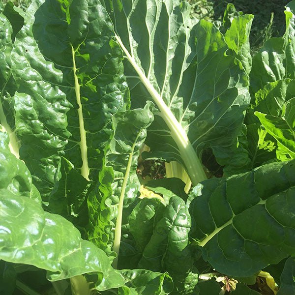 Swiss Chard "Mixed Colors" Seeds (Beta vulgaris subsp. cicla) - Image 4