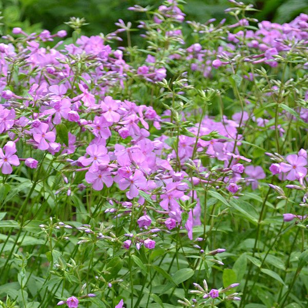 Sword-leaf Phlox (Phlox buckleyi) - Image 2