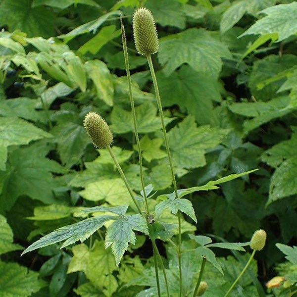 Tall Thimbleweed (Anemone virginiana) - Image 2