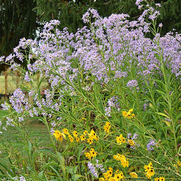 Tatarian Aster (Aster tataricus) - Image 3
