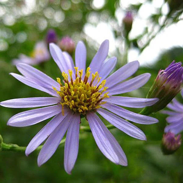 Tatarian Aster (Aster tataricus) - Image 4