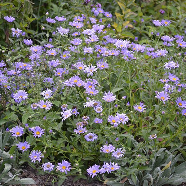 Tatarian Aster (Aster tataricus) - Image 5