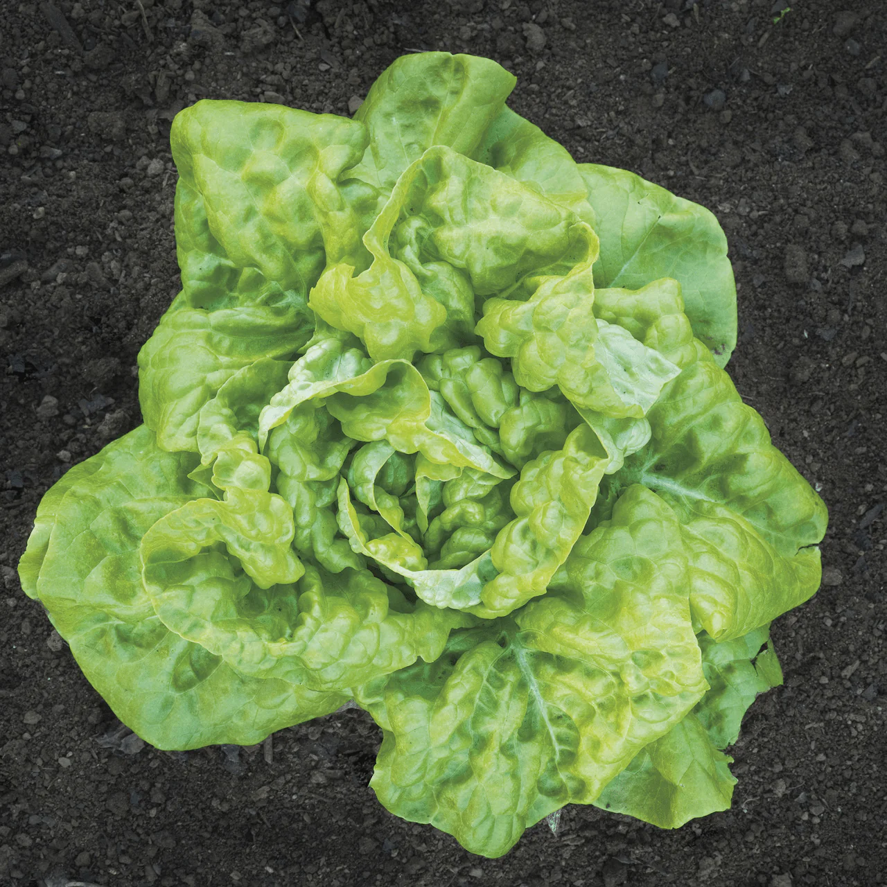 Tennis Ball Lettuce Seeds (Lactuca sativa cv.)