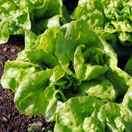 Tennis Ball Lettuce Seeds (Lactuca sativa cv.) - Image 2