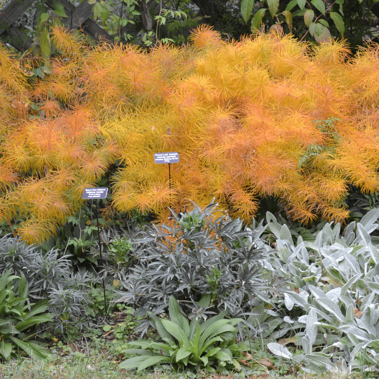 Thread Leaf Amsonia (Amsonia hubrichtii) - Image 3