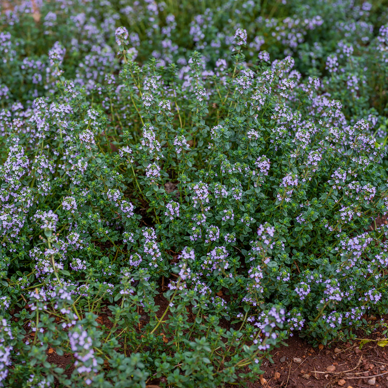 Thyme Seeds (Thymus vulgaris) - Image 2