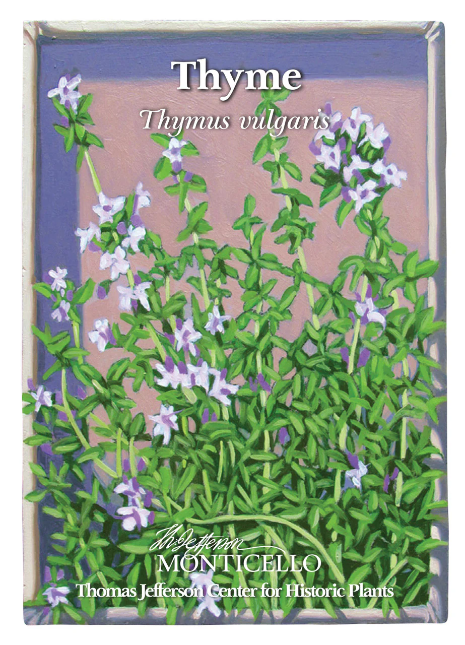 Thyme Seeds (Thymus vulgaris) - Image 3