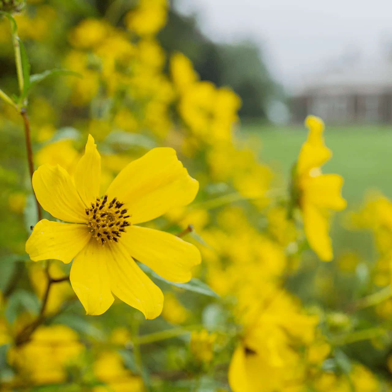 Tickseed Sunflower Seeds (Bidens aristosa)