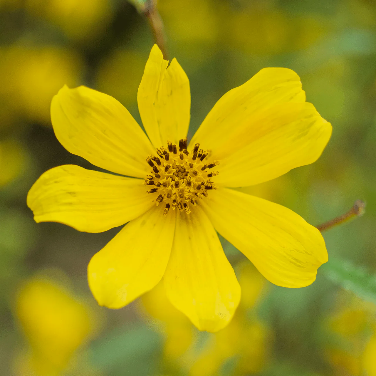 Tickseed Sunflower Seeds (Bidens aristosa) - Image 2