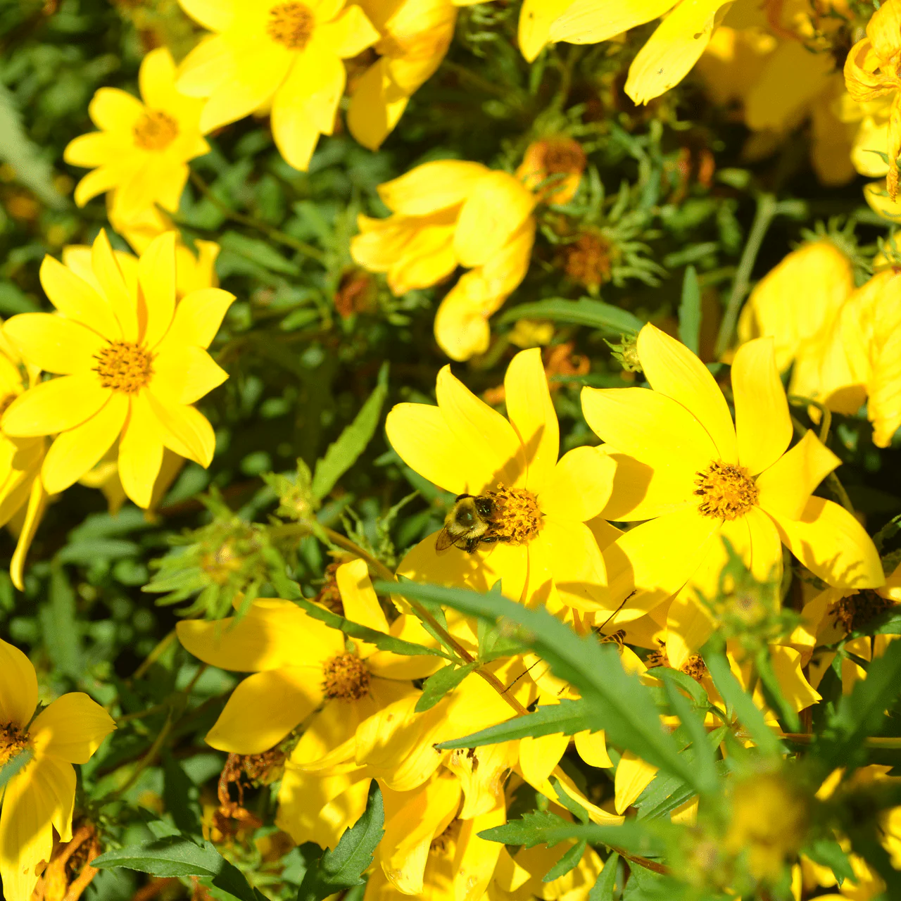 Tickseed Sunflower Seeds (Bidens aristosa) - Image 3