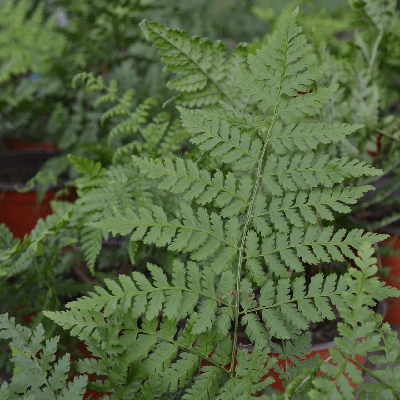 Toothwood Fern (Dryopteris carthusiana) - Image 2