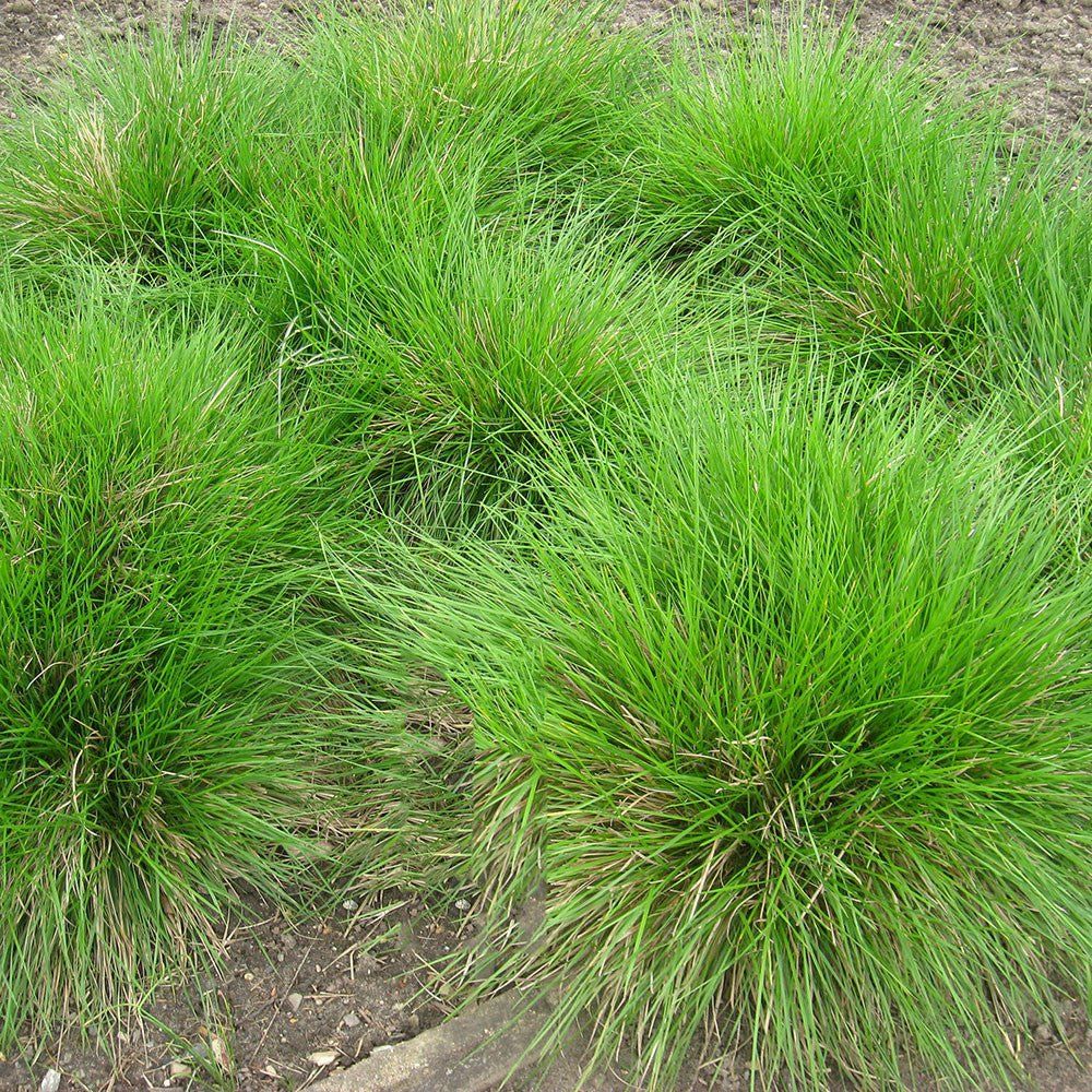 Tufted Hair Grass (Deschampsia cespitosa) - Image 2