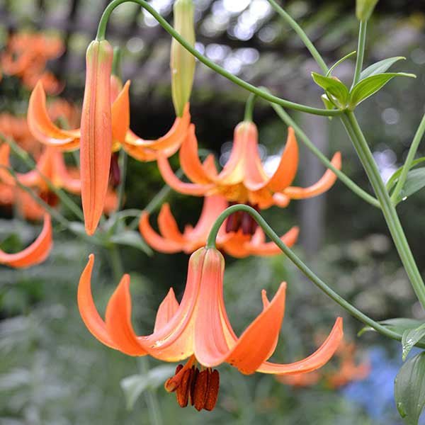 Turk's Cap Lily (Lilium superbum) - Image 2