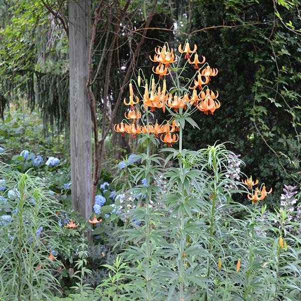 Turk's Cap Lily (Lilium superbum) - Image 3