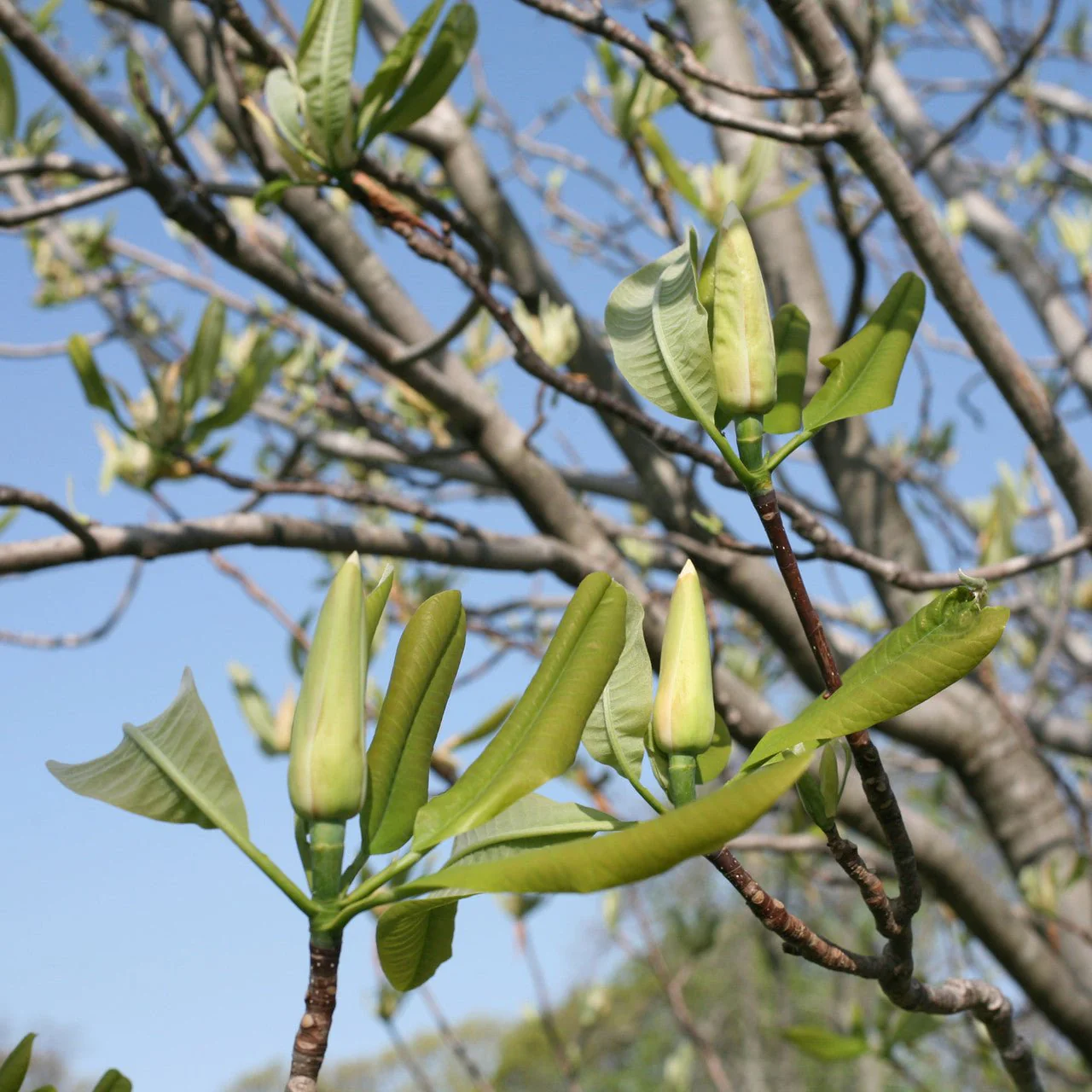 Umbrella Magnolia (Magnolia tripetala) - Image 2