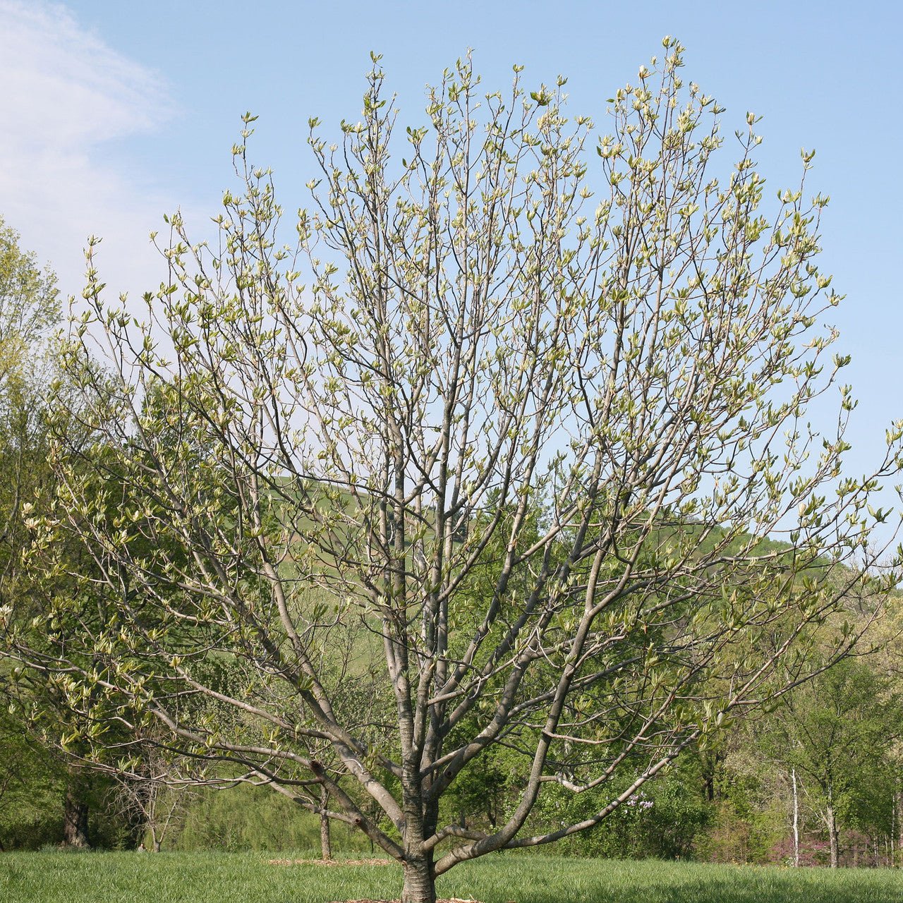 Umbrella Magnolia (Magnolia tripetala) - Image 3
