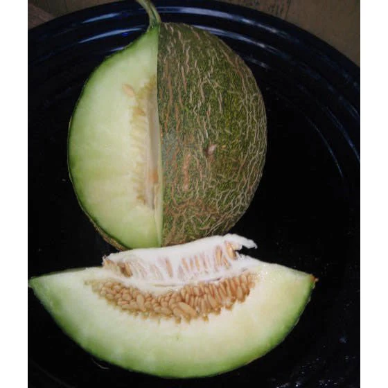 Valencia Winter Melon Seeds (Cucumis melo var. inodorus cv.) - Image 2