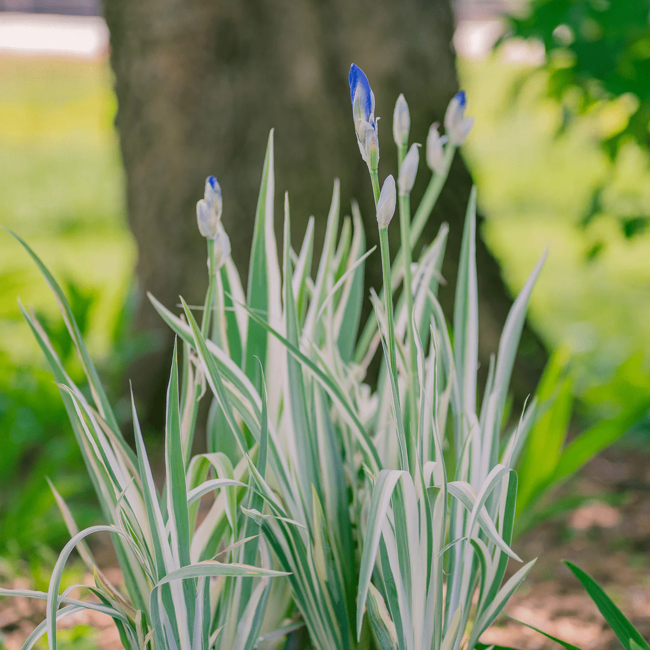 Variegated Sweet Iris (Iris pallida 'Variegata') - Image 2