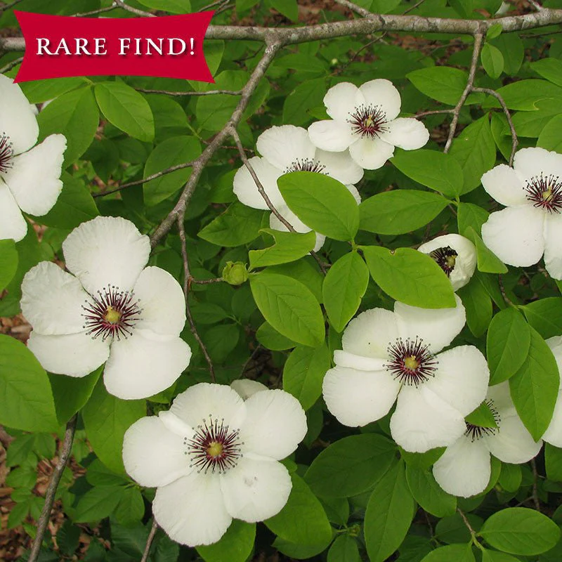 Virginia Stewartia (Stewartia malacodendron)