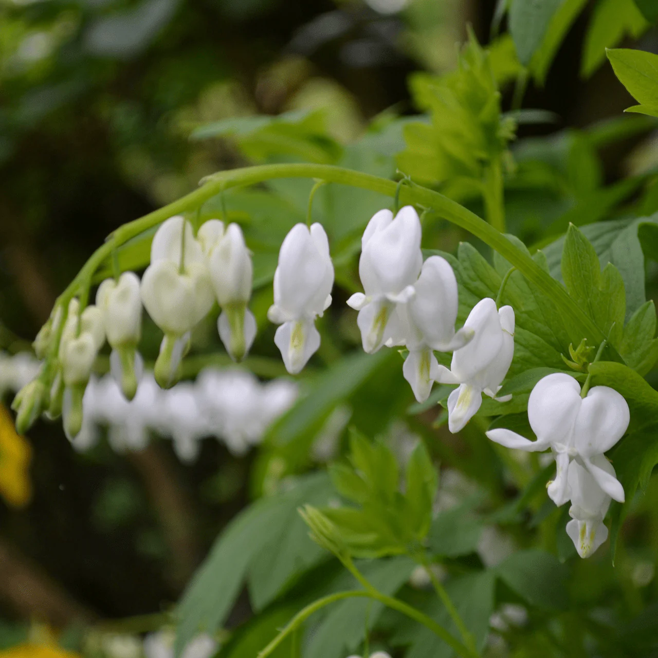 White Bleeding Heart (Dicentra spectabilis 'Alba')
