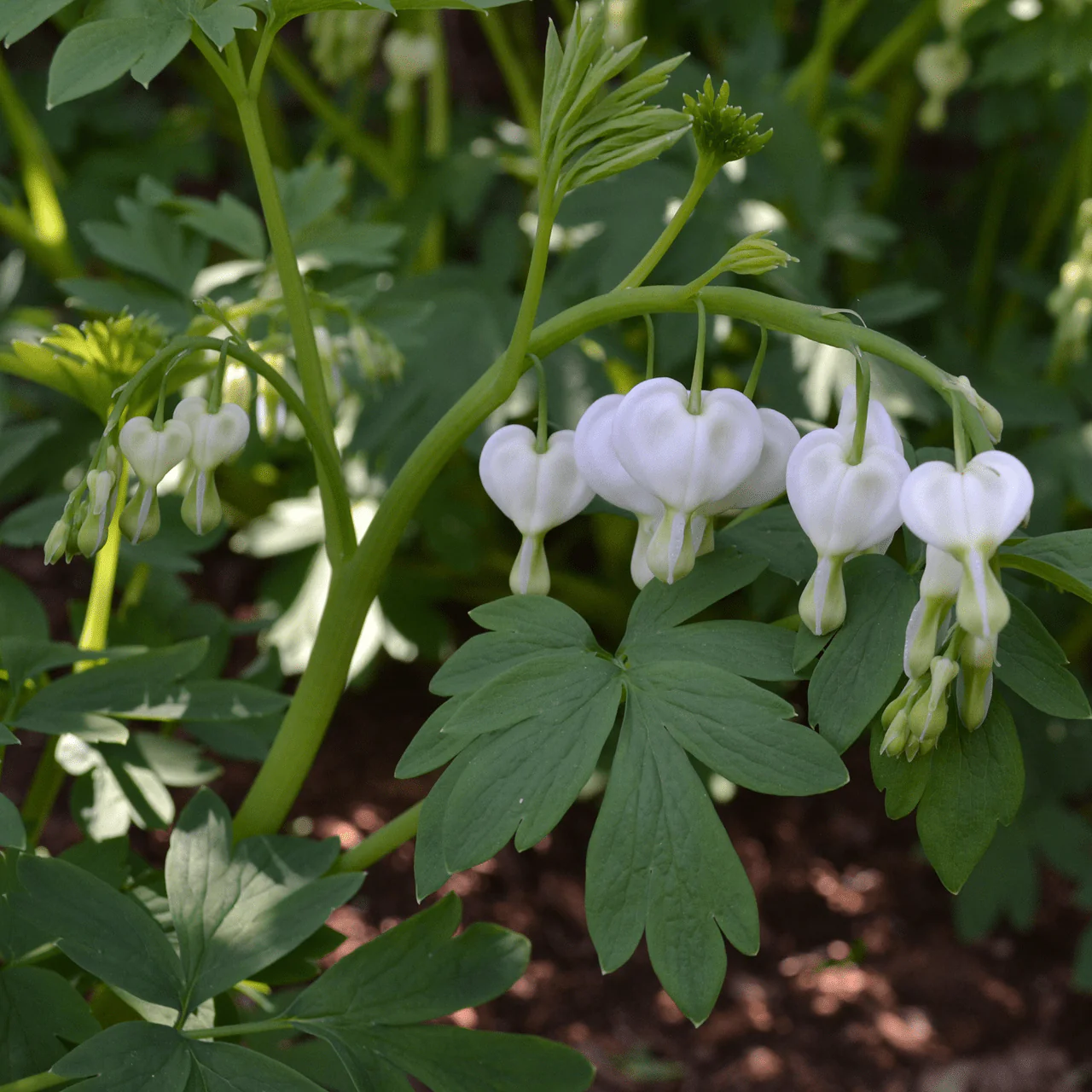 White Bleeding Heart (Dicentra spectabilis 'Alba') - Image 2