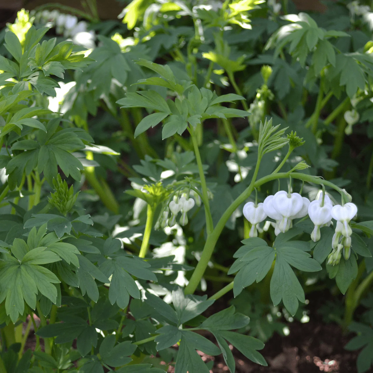 White Bleeding Heart (Dicentra spectabilis 'Alba') - Image 3