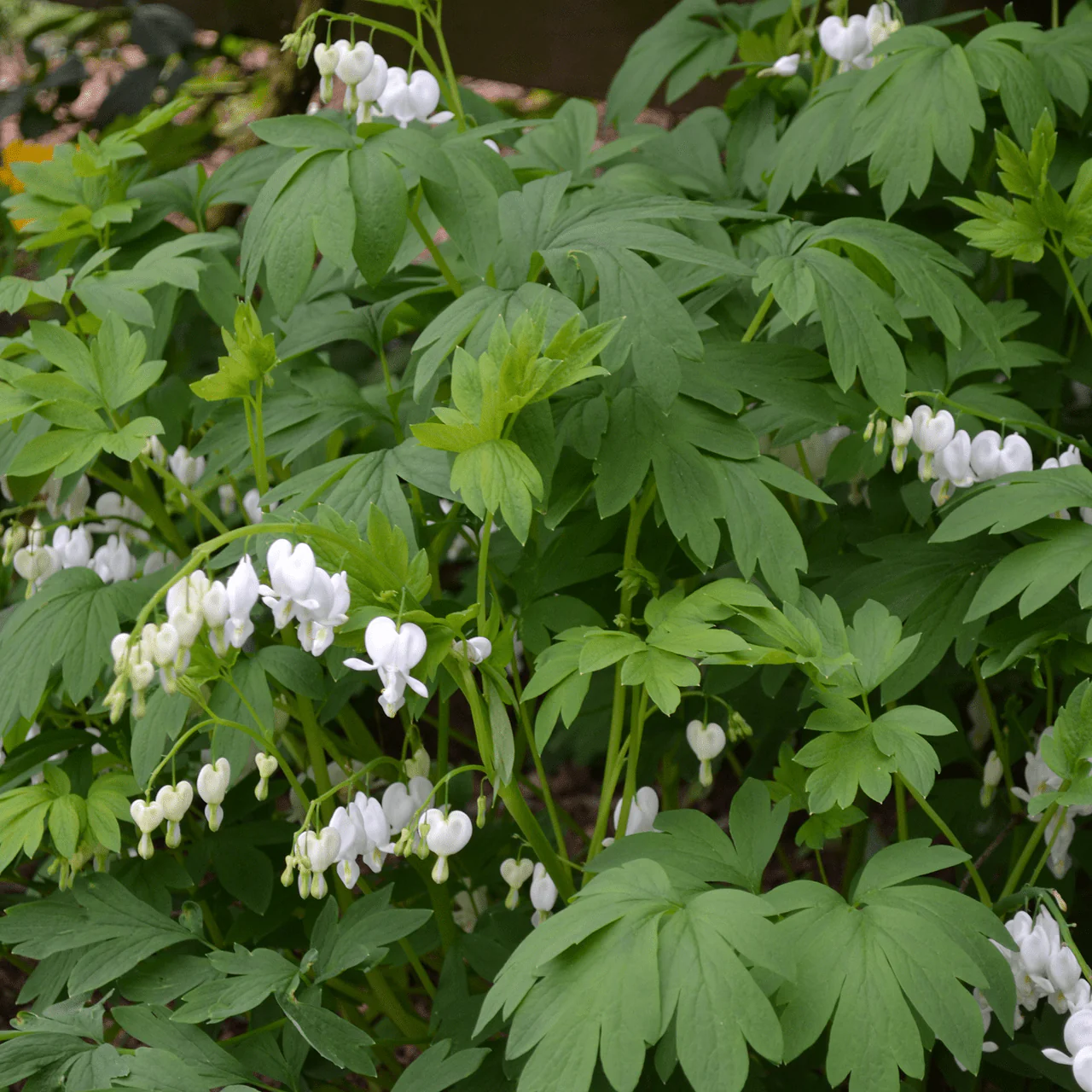 White Bleeding Heart (Dicentra spectabilis 'Alba') - Image 4