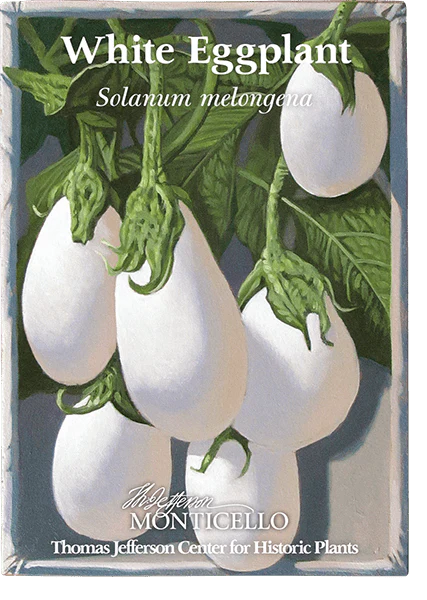 White Eggplant Seeds (Solanum melongena) - Image 2