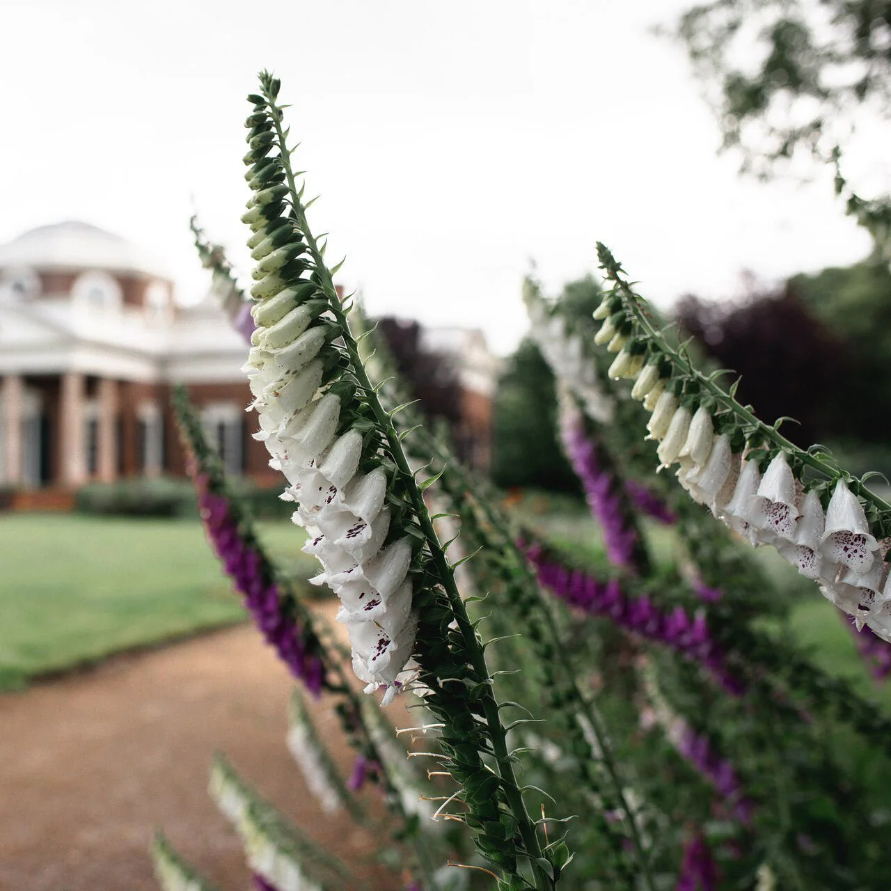 White Foxglove (Digitalis purpurea 'Alba') - Image 2