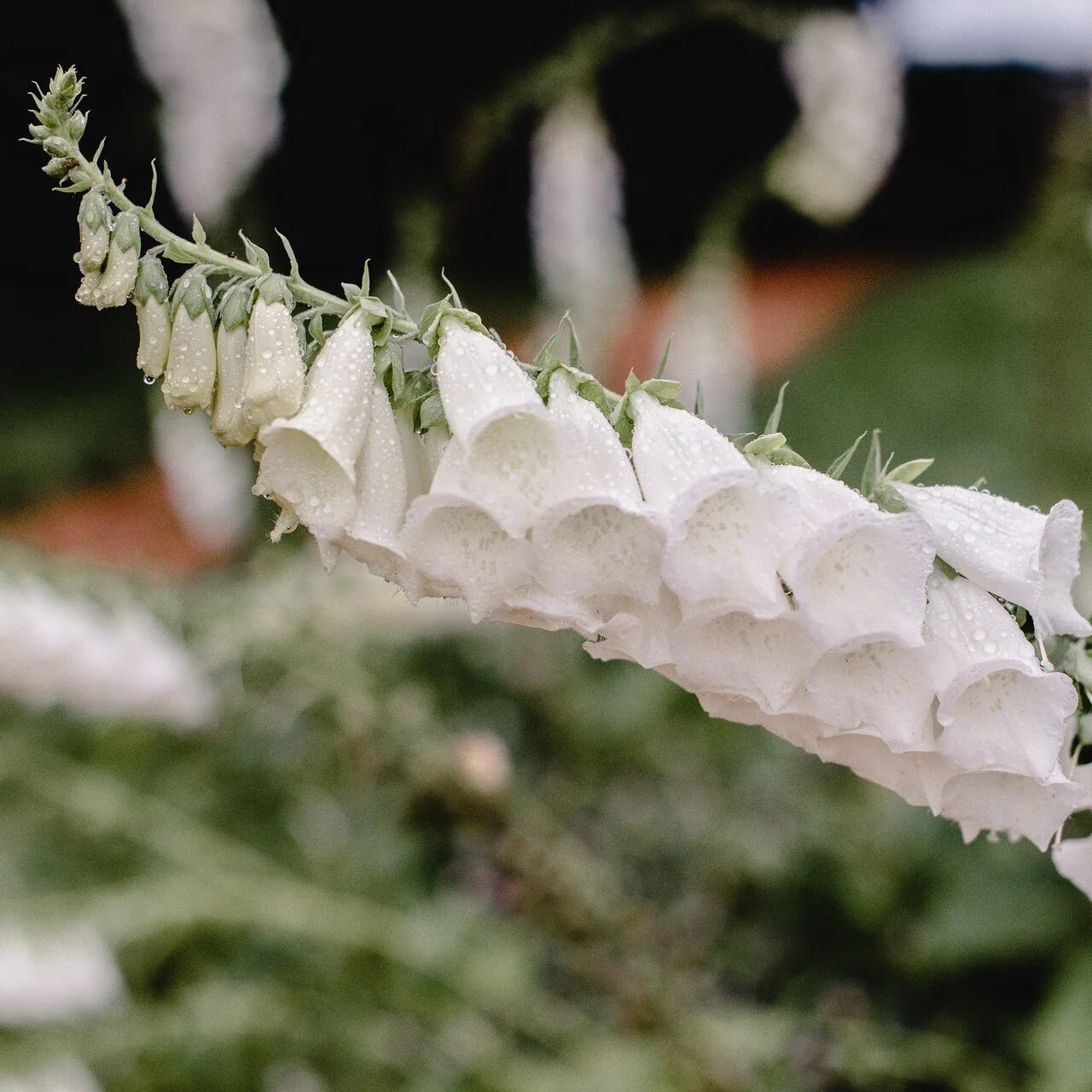 White Foxglove (Digitalis purpurea 'Alba') - Image 3