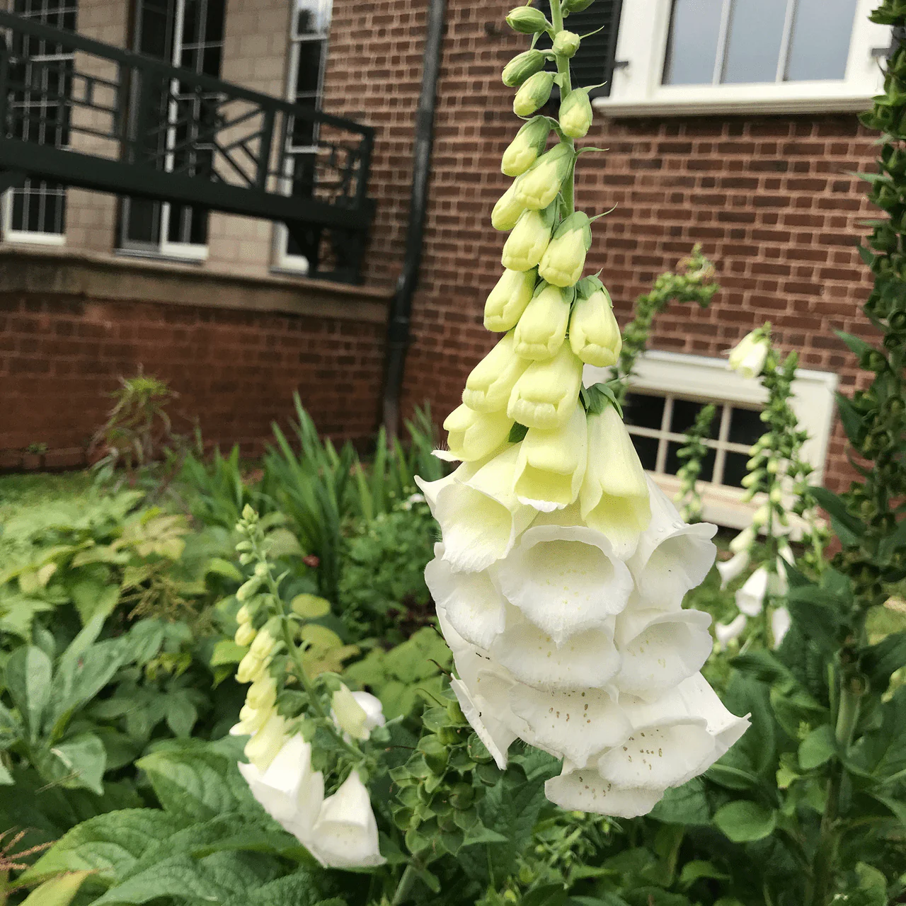 White Foxglove Seeds (Digitalis purpurea 'Alba')