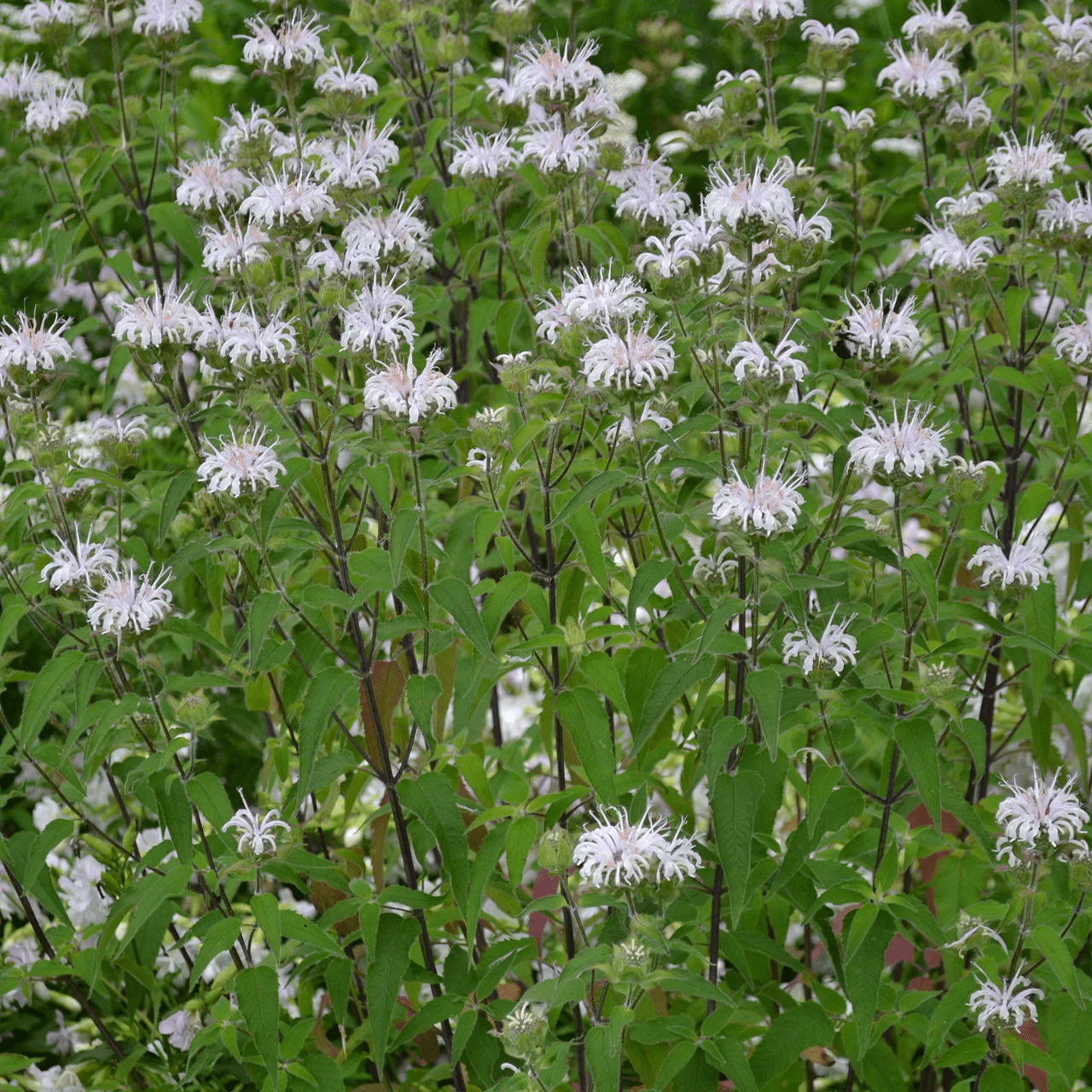 Wild Bergamot (Monarda fistulosa) - Image 2