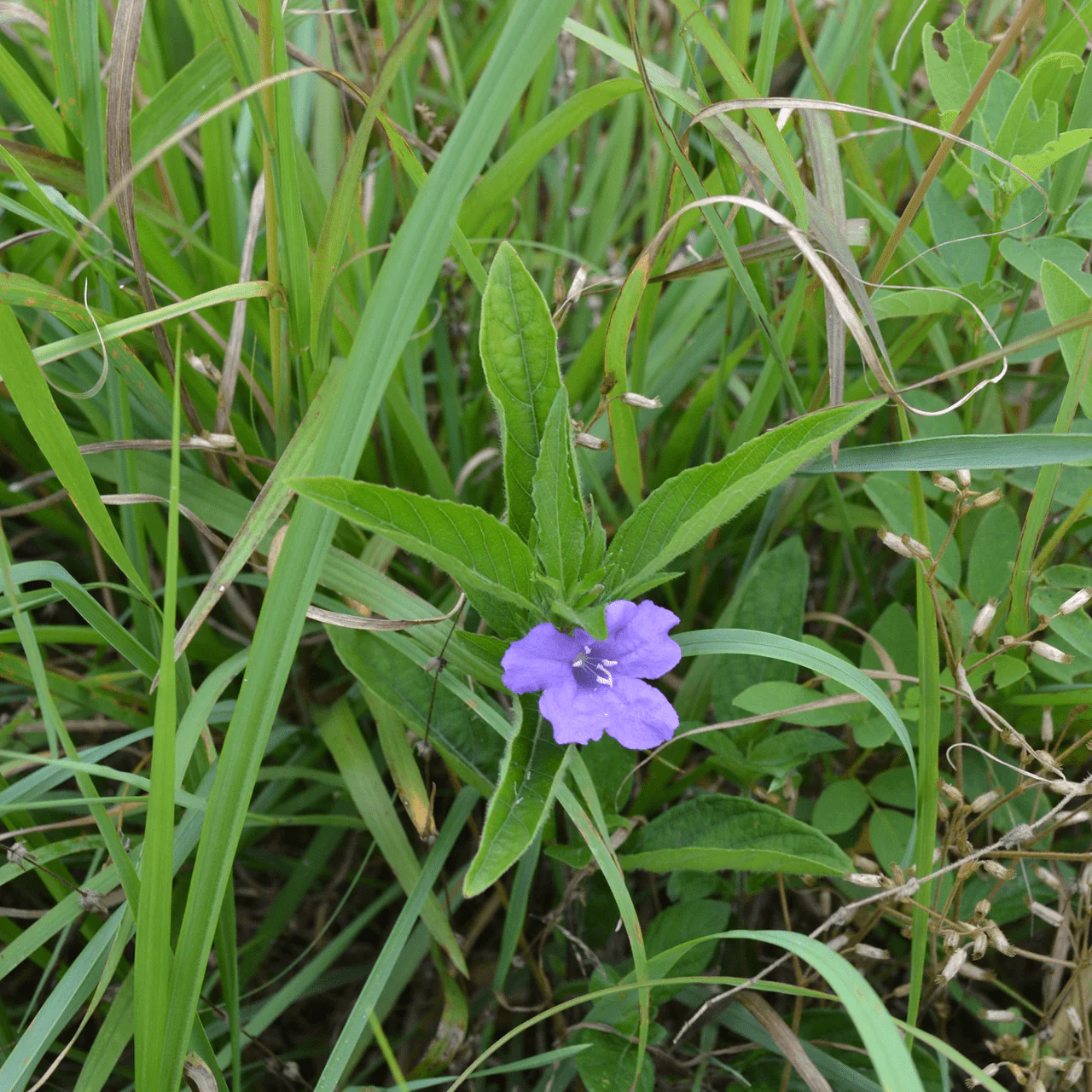 Wild Petunia (Ruellia humilis) - Image 2
