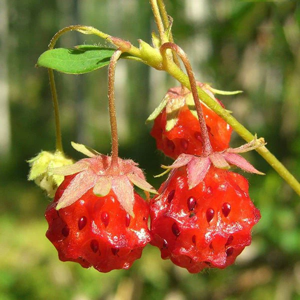 Wild Strawberry Seeds (Fragaria virginiana)
