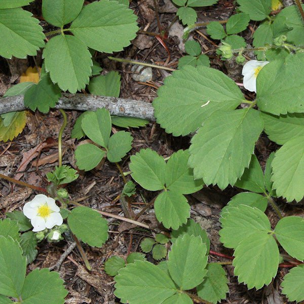 Wild Strawberry Seeds (Fragaria virginiana) - Image 2