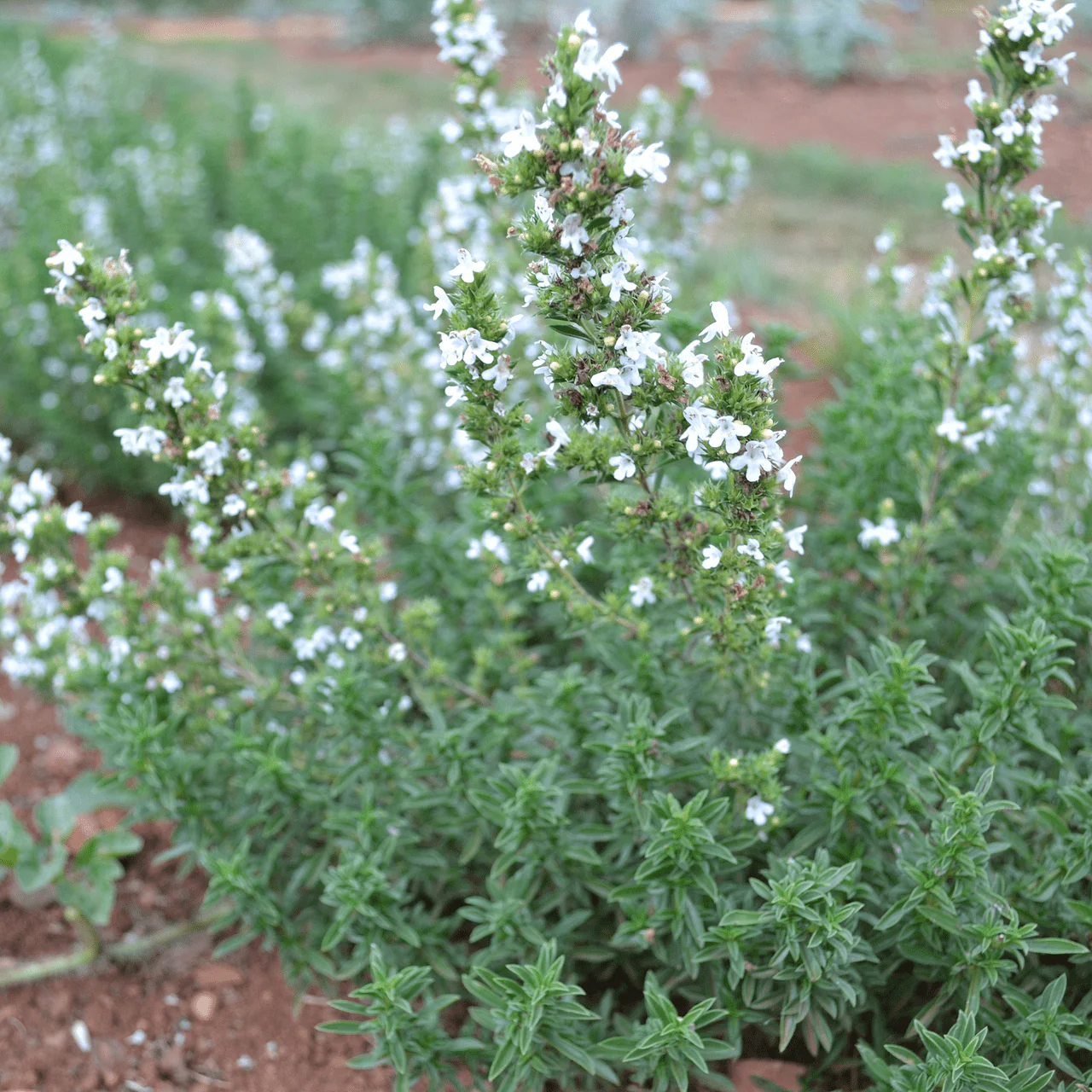 Winter Savory (Satureja montana)
