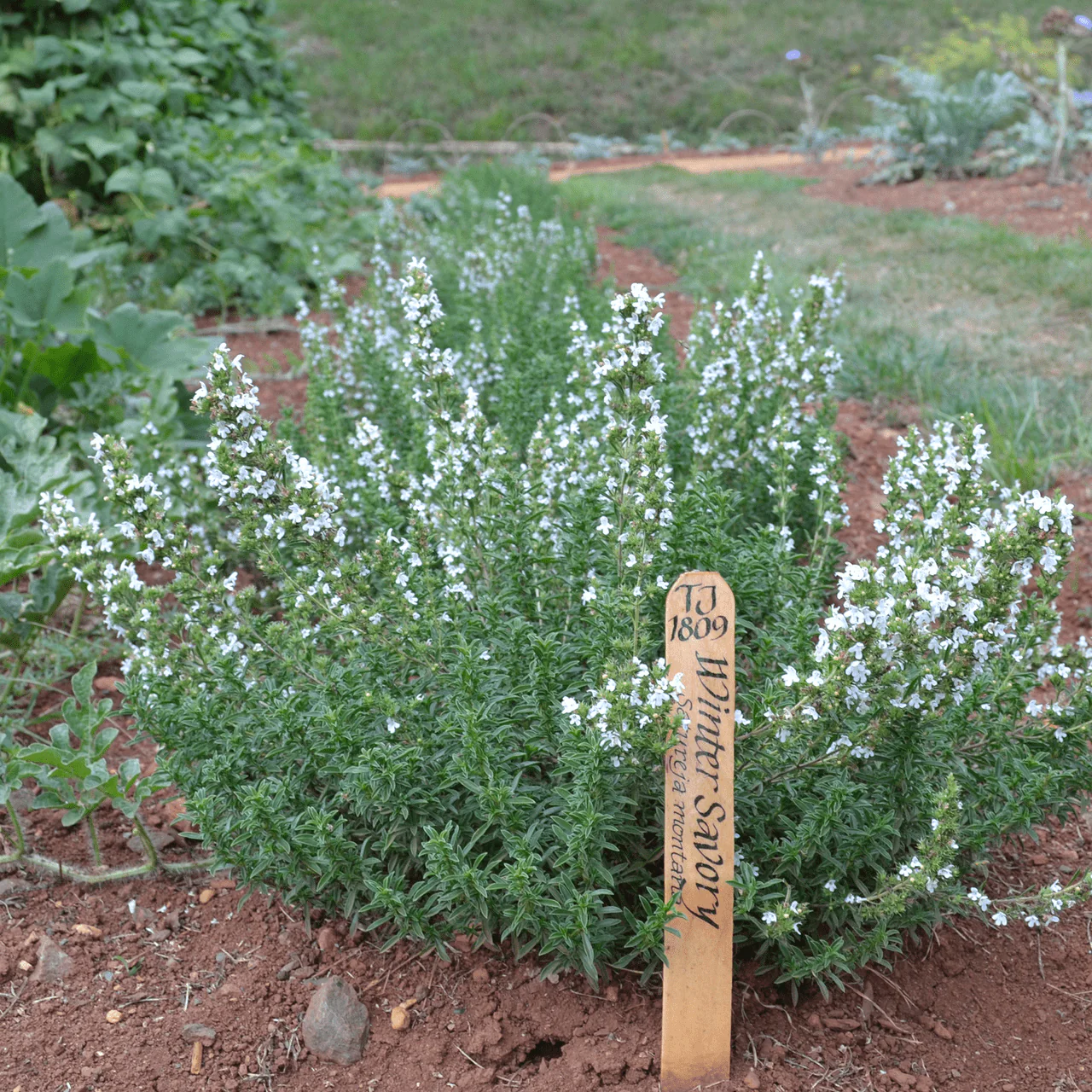 Winter Savory (Satureja montana) - Image 2