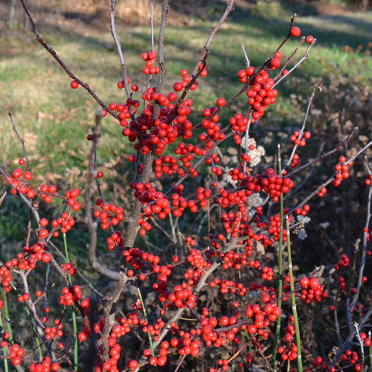 Winterberry Holly (Ilex verticillata unsexed) - Image 2