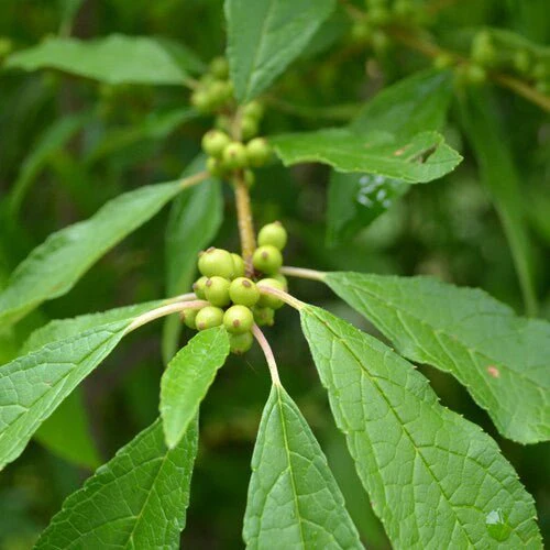 Winterberry Holly (Ilex verticillata unsexed) - Image 3
