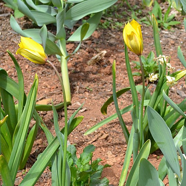 Woodland or Florentine Tulip (Tulipa sylvestris)