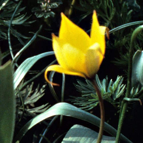Woodland or Florentine Tulip (Tulipa sylvestris) - Image 2