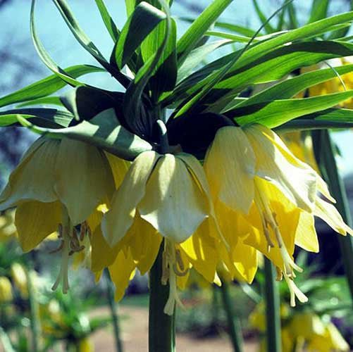 Yellow Crown Imperial Lily (Fritillaria imperialis 'Lutea Maxima') - Image 2