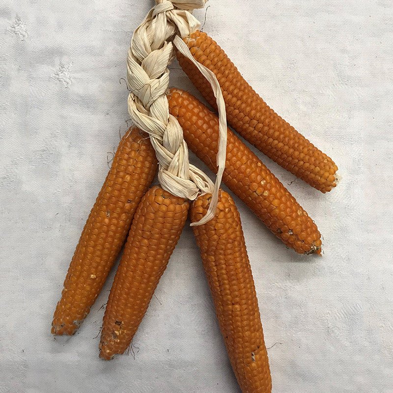 Yellow Guinea Flint Corn Seeds (Zea mays indurata cv.)